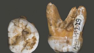 Descubren una «tercera rama evolutiva» de los humanos modernos
