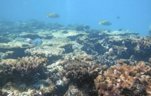 El aumento de rayos ultravioleta amenazan a las especies marinas