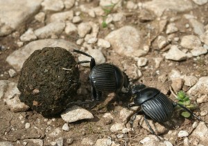 Inteligencia Animal: El Insecto que se orienta según las estrellas