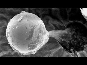 Descubren esfera con material biológico extraterrestre