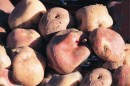 Papa peruana será cultivada en el espacio por astronautas rusos
